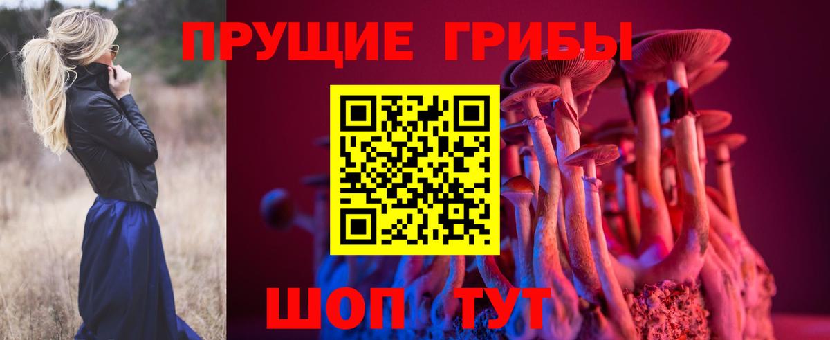 как найти закладки  Псилоцибиновые грибы прущие грибы  Вход с VPN  Сосновоборск  Псилоцибиновые грибы GOLDEN TEACHER 
